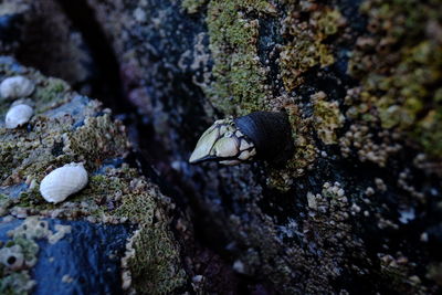 Close-up of lizard on rock in sea