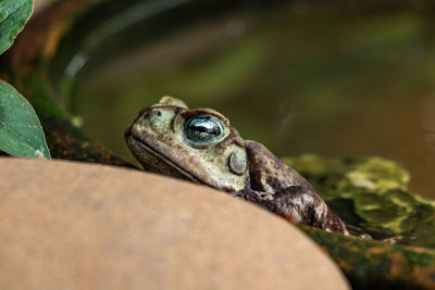 Close-up of frog