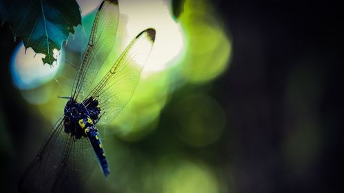 Close-up of butterfly