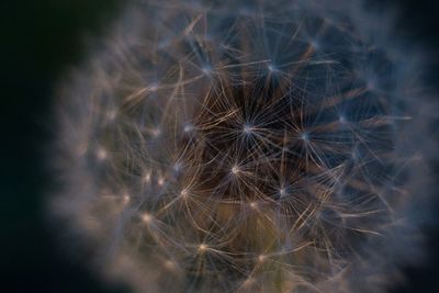 Close-up of dandelion