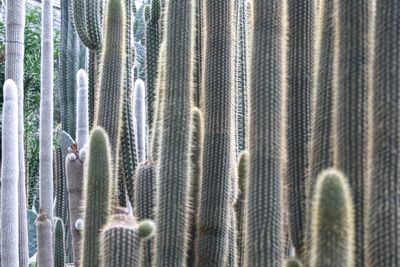 Full frame shot of cacti