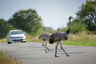 Birds on the road