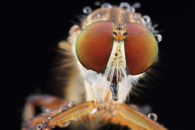 Close-up of insect on black background