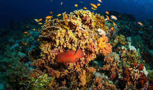 Fish swimming in sea