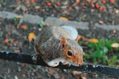 Close-up of squirrel