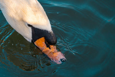 High angle view of duck swimming in lake