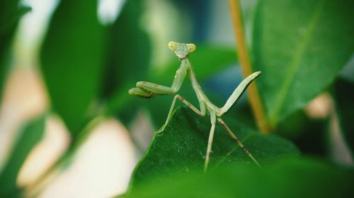 Close-up of grasshopper on leaf