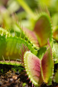 A macro image of the open traps of a venus fly trap plant