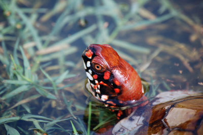 High angle view of lizard on grass