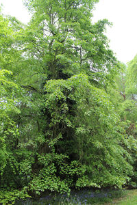 Low angle view of trees against sky