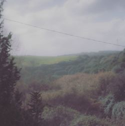 Trees on landscape against sky