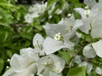 Close-up of raindrops on white flowering plant