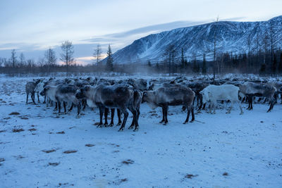 Horses on snow covered landscape