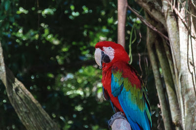 Close-up of parrot perching on tree