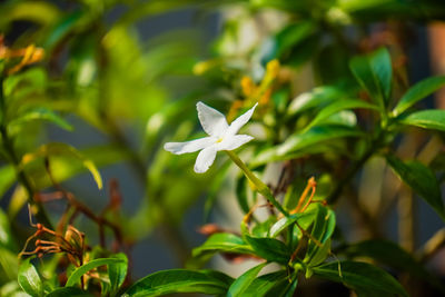 plant