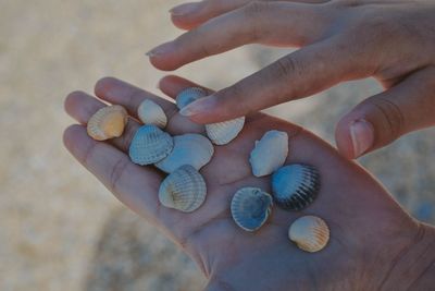 Close-up of hand holding shells