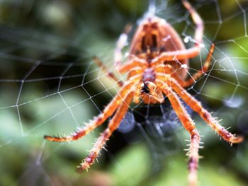 Close-up of spider on web