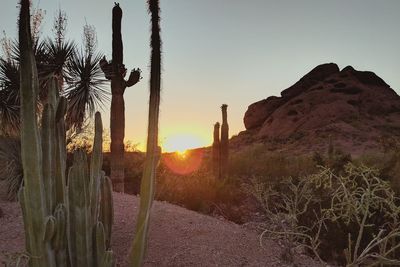 Sun shining through palm trees at sunset