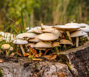 Close-up of mushrooms