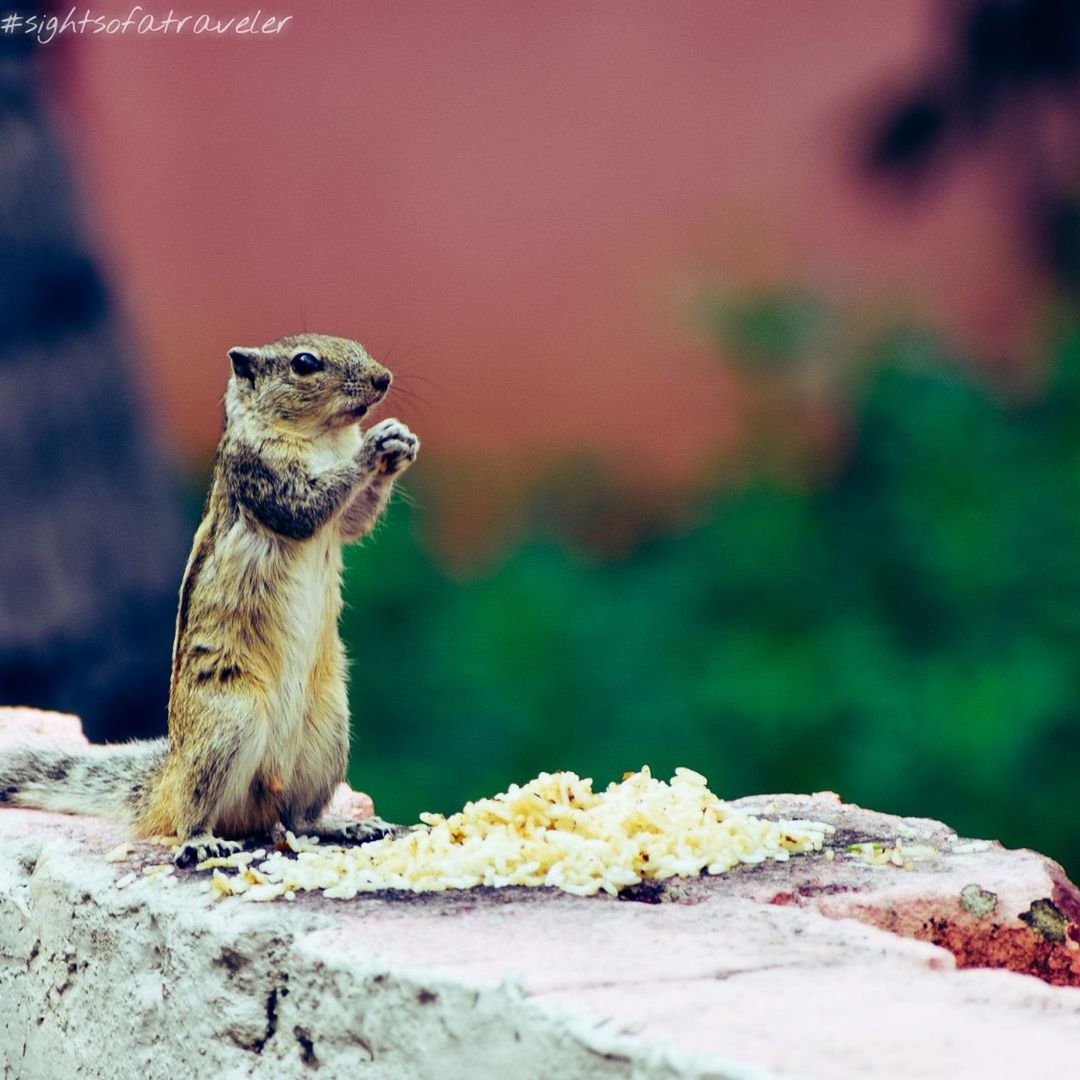 animal themes, one animal, animal, animals in the wild, animal wildlife, mammal, vertebrate, rodent, focus on foreground, no people, day, close-up, nature, solid, rock - object, eating, rock, wall, looking away, outdoors