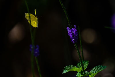 Close-up of purple flowering plant