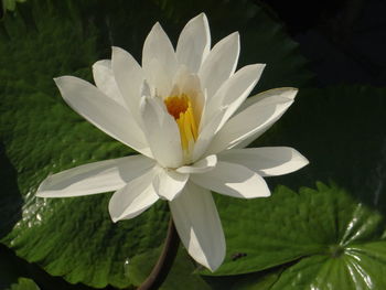 Close-up of white flowering plant