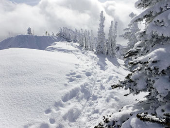 Snow covered land and trees against sky