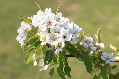 Close-up of white cherry blossom on tree