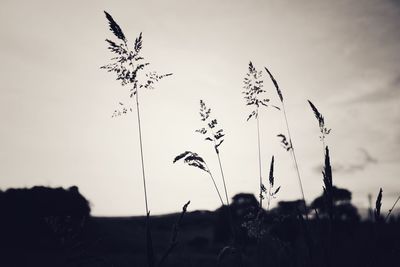 Low angle view of silhouette plants on field against sky