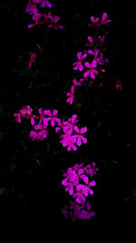 Close-up of pink flowers