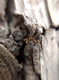 Full frame shot of tree trunk