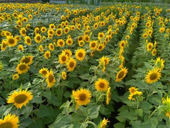 Scenic view of sunflower field