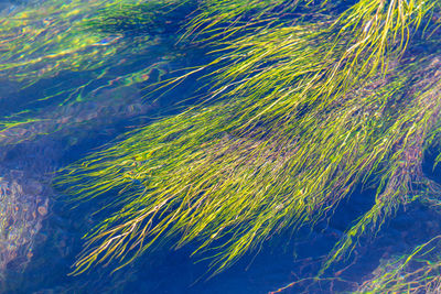 Full frame shot of sea water