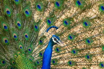 Close-up of peacock