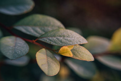 Close-up of leaves on plant during autumn