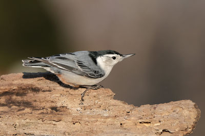 Close-up of bird perching