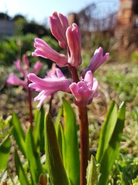 Close-up of pink flowers