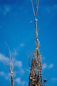 Low angle view of tree against blue sky