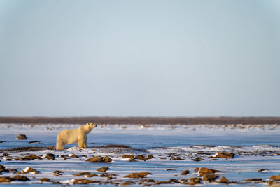 Polar bear stands on tundra lifting head