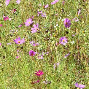 Close-up of purple flowers blooming in field