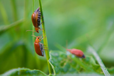 Close-up of insect on leaf