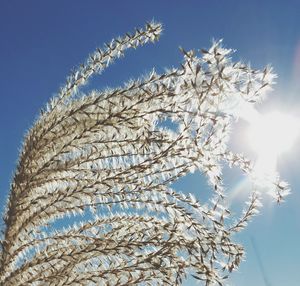 Low angle view of flowers against blue sky