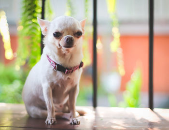 Portrait of dog sitting outdoors