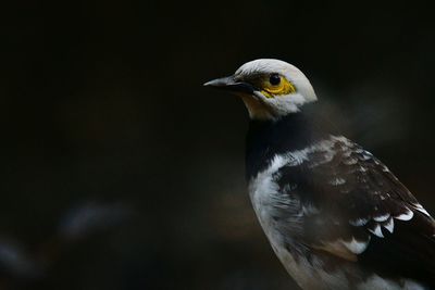 Close-up of bird perching