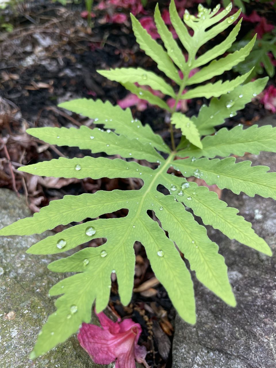 HIGH ANGLE VIEW OF LEAVES GROWING ON FIELD