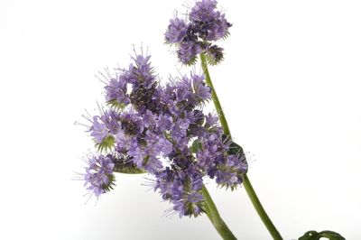 Close-up of purple flowering plant against clear sky