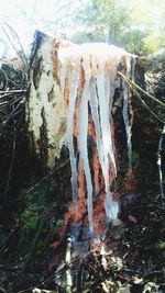 Close-up of icicles in forest during winter