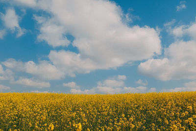 Scenic view of oilseed rape field against cloudy sky