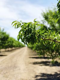 Trees growing on field by road against sky