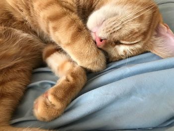 High angle view of cat sleeping on bed